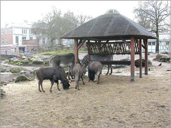 klik op een foto om te vergroten