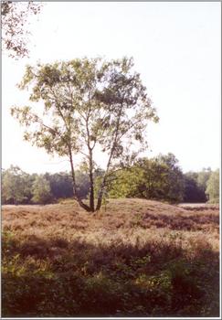 klik op een foto om te vergroten
